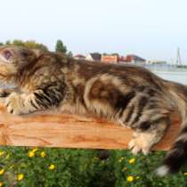 Золотистый котенок (мрамор), в Новосибирске