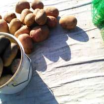 Свежий (сортовой) картофель 2019г на еду (и семенной), в Санкт-Петербурге