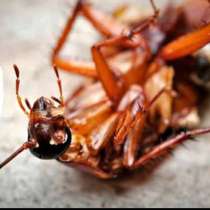 Уничтожение тараканов, в Туле