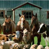 Закупаем лошадей и Крупно рогатый скот, в Кунгуре