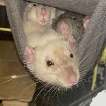 Декоративные крысы Дамбо со всем необходимым, в Саках