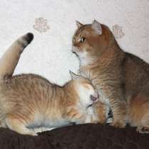 Британский кот золотого окраса, в Москве