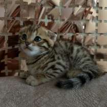 Котята, в Самаре