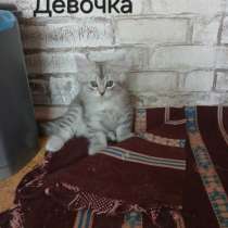 Котята, в г.Бендеры