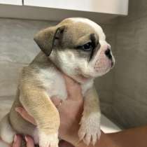 Продаются щенки Английского бульдога, в Барнауле