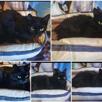 Ночка (старшая), в Санкт-Петербурге