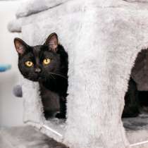 Черный молодой котейка подросток Черныш ищет дом, в Москве