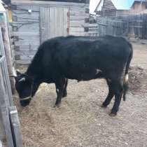 Корова Якутской породы, в Чите