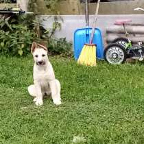 Щенята от хаски привиты и проглистованы имеются, в Москве