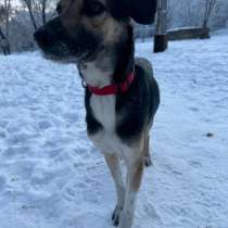 Животные, в Иркутске