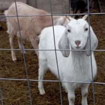 Козы, в Белгороде