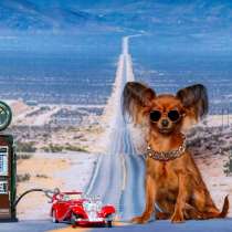 Официальный питомник породы Русский той в Хайфе, в г.Хайфа