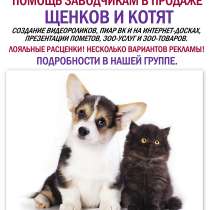 Помощь в продаже щенков и котят, в Санкт-Петербурге