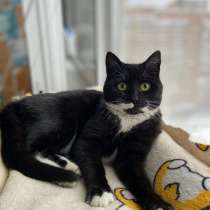 Маркизный ласковый кот Орешек в добрые руки, в Москве