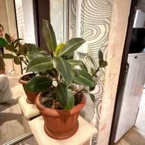 Цветы, каждый по 300₽, в Абакане