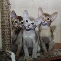 Абиссинские котята - лучик солнышка в ваш дом! Доставка!, в г.Бишкек