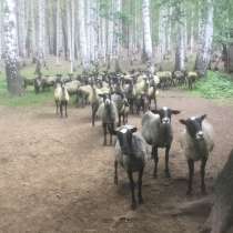 Овцы, в Екатеринбурге