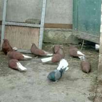 Продам голубей породы Николаевские красные, в г.Луганск
