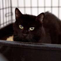 Чувствительная Никата ищет своего друга, в Москве