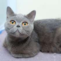 Непосредственная Евангелина ищет лучшего друга, в Москве