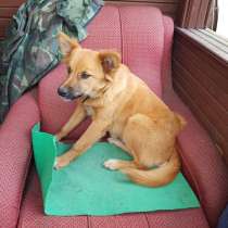 7 месячный щенок (девочка) в добрые руки, в Москве