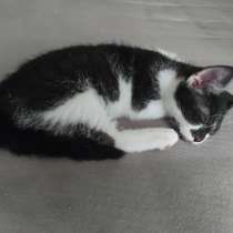 Süße Devon Rex Mix-Kätzchen suchen liebevolle Menschen!, в г.Мёнхенгладбах