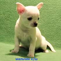 Великолепный мальчик чихуахуа, в Москве