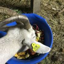 Молоко козье, в Москве