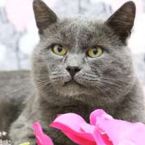 Шикарный кот метис британца, в Москве