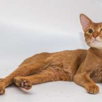 Абиссинская кошка 5 лет, в Москве