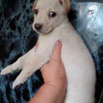 Срочно продается щенок, в г.Бердянск