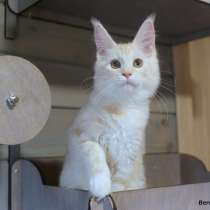 Мейн кун котенок девочка, в г.Минск