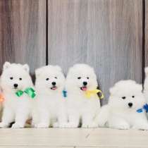 Белоснежные "мишки" самоедики, в Москве