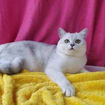 Британская кошка серебристая шиншилла, в г.Николаев