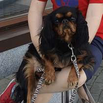 King Charles Spaniel сука, в г.Минск