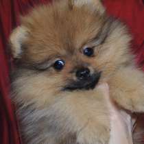 Померанский шпиц. Девочка, в Санкт-Петербурге