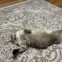 Кот, в Стерлитамаке