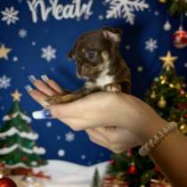 Щенки чихуахуа, в Москве