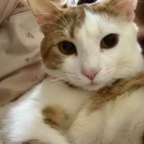 Отдам в добрые руки. Котику всего год, к лотку приучен, в Астрахани