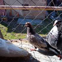 Продаются голуби, в Собинке