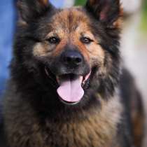 Ищет заботливых хозяев потрясающая собака Ресси, в Москве
