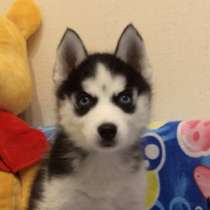 Черно-белые, голубоглазые. щеночки хаски, в Санкт-Петербурге