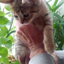 Подарю в добрые, заботливые руки!, в Санкт-Петербурге