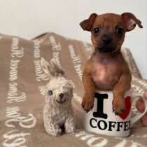 Zwergpinscher мини (до 2.5 кг), в г.Гамбург