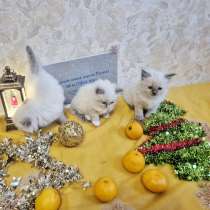 Малышки Рэгдолл, в Москве