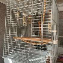 Попугаи, в Краснодаре