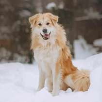 Шикарный пёс Нортон в добрые руки, в Москве