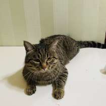 Кошка, в г.Улан-Батор
