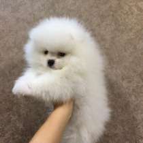 Шпицемишки, в Челябинске