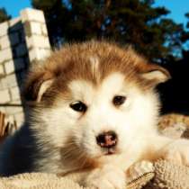 Предлагаем элитные щенки маламута от чемпионов, в г.Минск